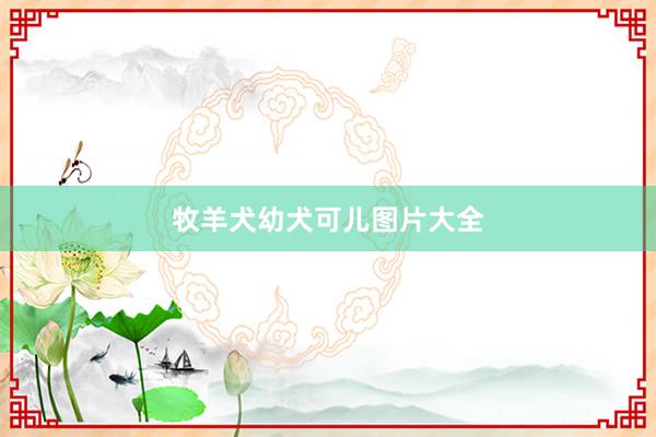 牧羊犬幼犬可儿图片大全